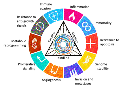 hallmarks of cancer